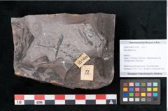 Foto (Objekt + Etikett) von Neuropteris sp.  (NHMW-GEO-2024-0188-10709)